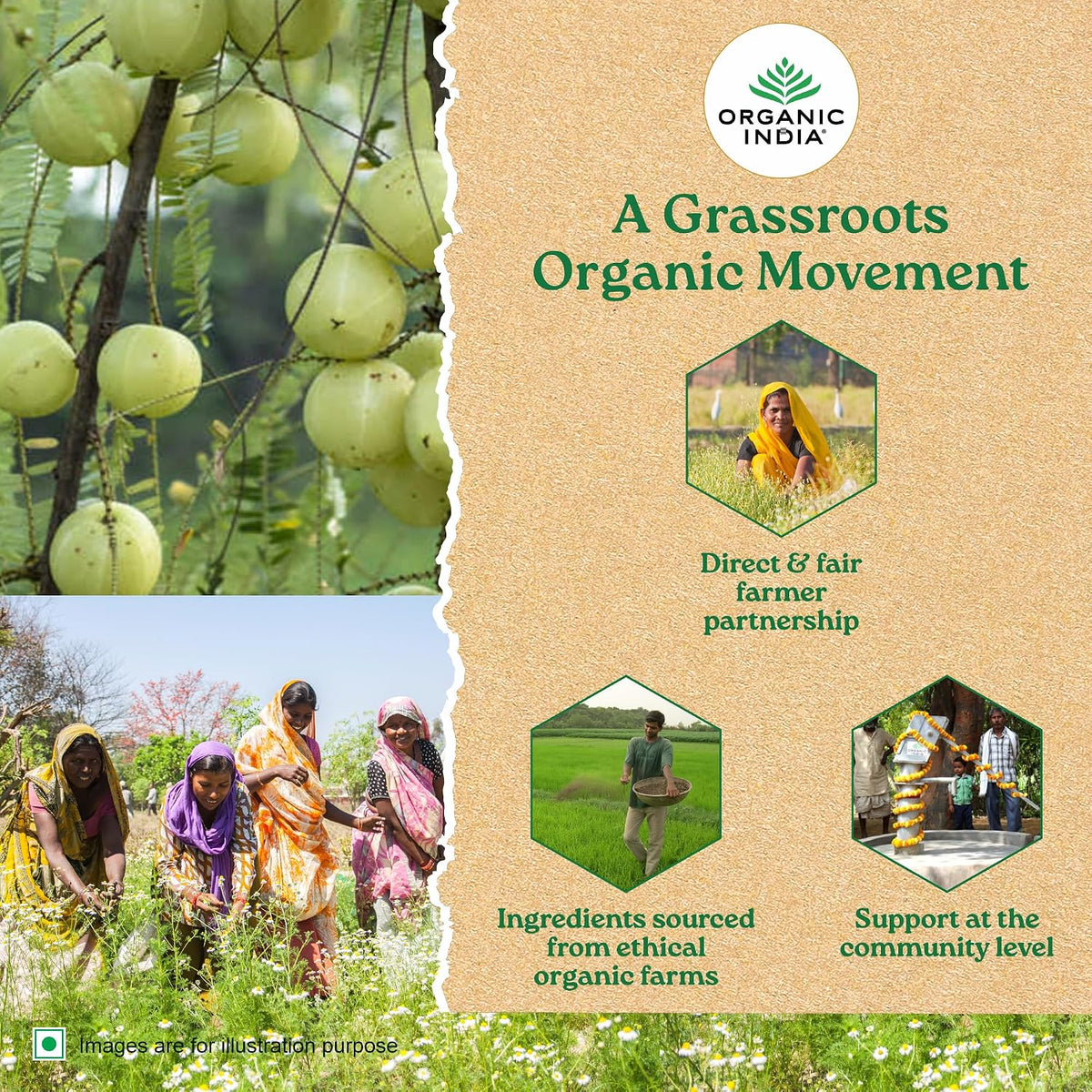 Organic India Tulsi Honey Chamomile – herbata tulsi z rumiankiem – zdjęcie 2